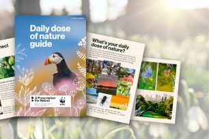 close up of snowdrop flowers against a backdrop of sunlit woodland, with a graphic overlay of the daily dose of nature guide