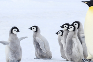 Adult emperor penguin walking across the ice with a group of young chicks