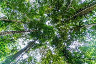 Upwards shot of canopy trees in the Amazon forest
