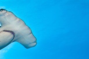 A large Great hammerhead shark cruises overhead in a blue ocean.