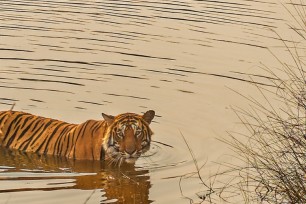 Bengal tiger crossing river male crossing river in India