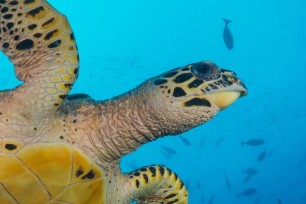 Hawksbill turtle swimming gracefully in the ocean