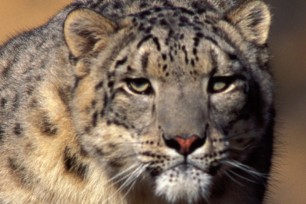 Wild Snow Leopard looking at the camera sad