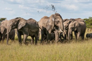 Elephant Herd walking through the grass