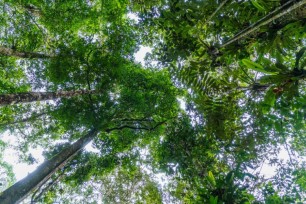 A bottom up picture of tall green trees in the amazon forest