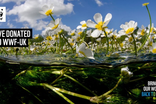 A virtual call background featuring an underwater shot of some flowers floating on the water's surface