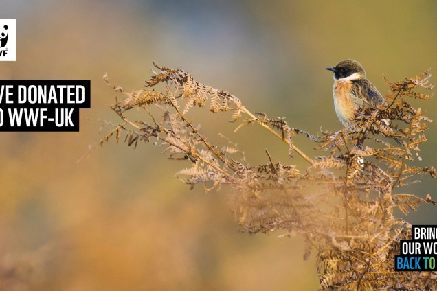 A virtual call background featuring a European Stonechat perching on a fern