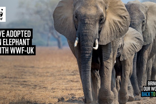 A virtual call background featuring a herd of elephants walking together