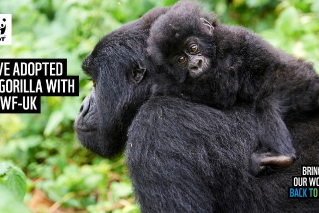 A virtual call background featuring a baby gorilla clinging to its mother's back