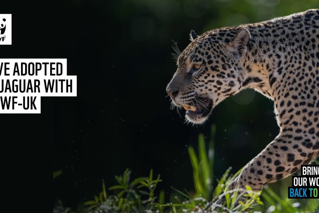 A virtual call background featuring a jaguar on the prowl