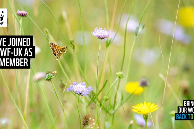 A virtual call background featuring a butterfly landing on a wildflower in a meadow
