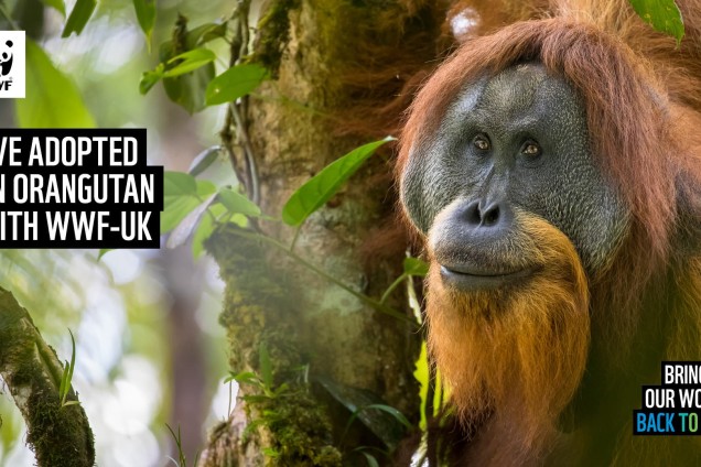 A virtual call background featuring an orangutan hanging from a tree