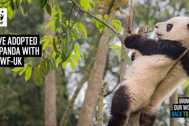 A virtual call background featuring a panda eating bamboo in a tree