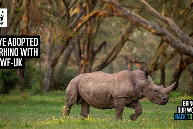A virtual call background featuring a rhino walking through grasslands