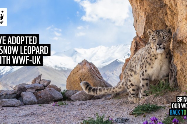 A virtual call background featuring a snow leopard stood on a rocky mountain outcrop