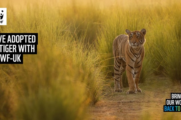 A virtual call background featuring a tiger walking through grassland