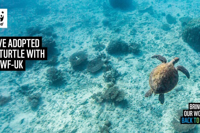 A virtual call background featuring a turtle swimming through the ocean