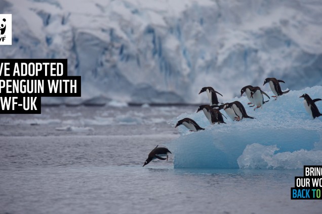 A virtual call background featuring a group of penguins leaping into the ocean from an iceberg