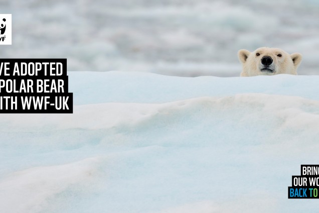 A virtual call background featuring a polar bear playfully peeking out from behind a bank of snow
