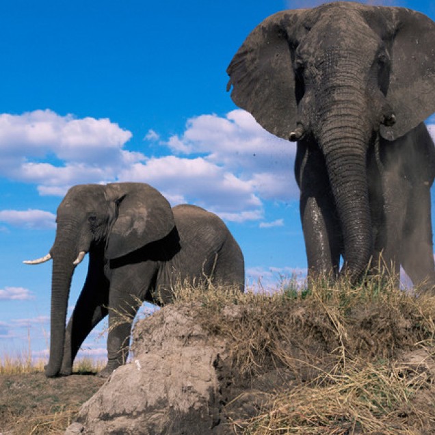 African elephant on bank of Chobe river