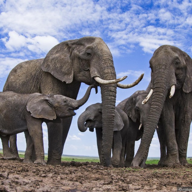 Group of Elephants at a Waterhole