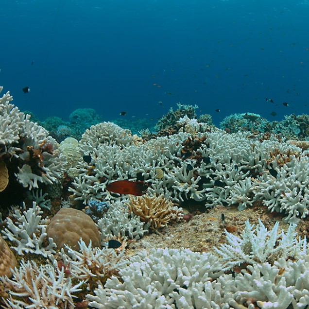 Field of corals that have been bleached
