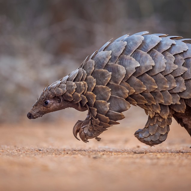  Temminck's ground pangolin foraging in South Africa