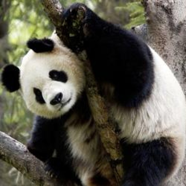 Giant Panda in a tree holding onto a branch