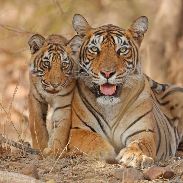  Bengal tiger laying down with cub