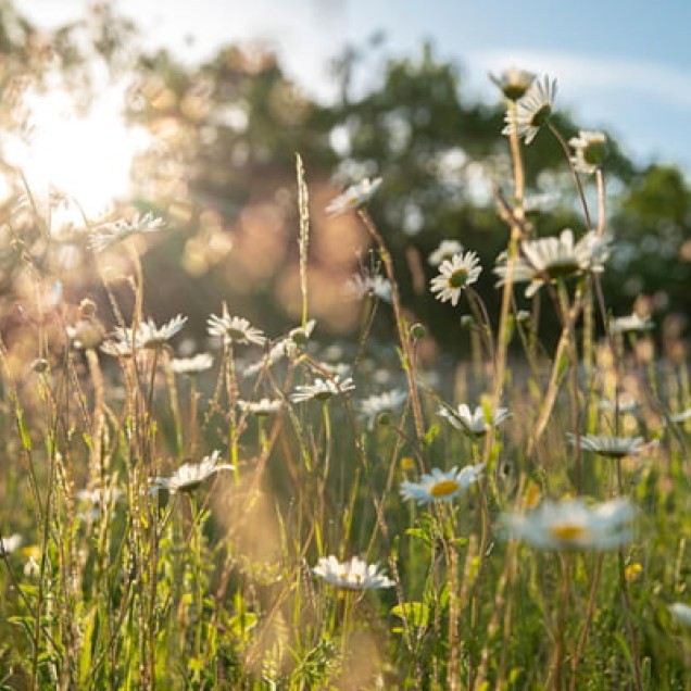 Wildflower meadow of daisies in the evening light