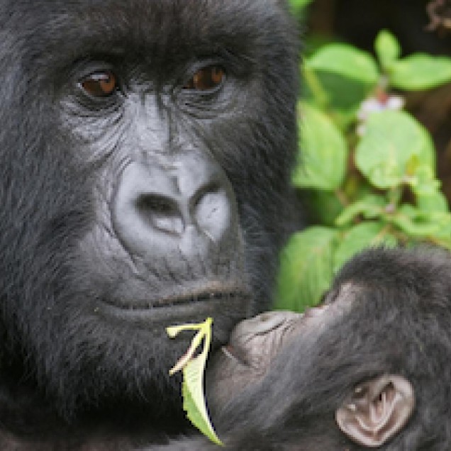 Close up of Silverback Gorilla holding an infant looking up at them