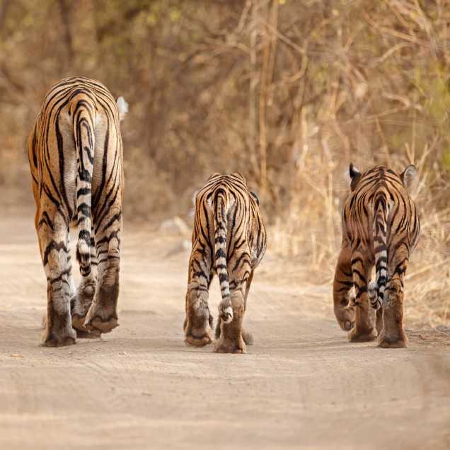 Tiger with two cubs walking in a row away from the camera