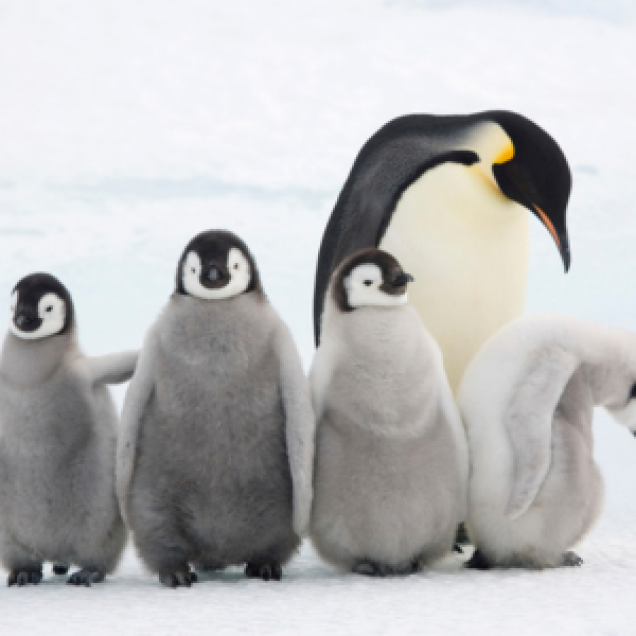Four Emperor penguin chicks stood in front of adult penguin