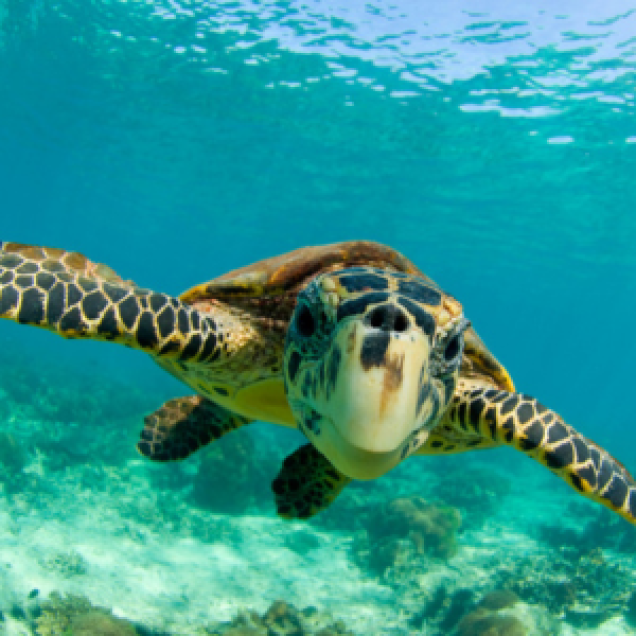 Close up of Hawksbill turtle swimming underwater