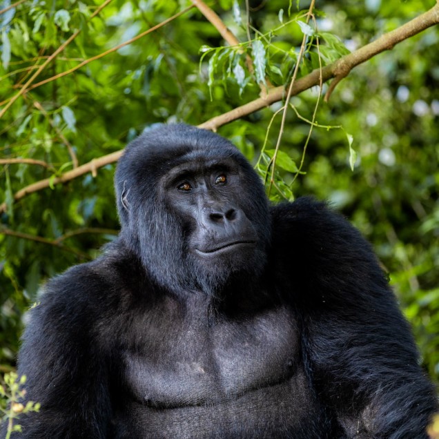 Portrait of Gorilla sitting in front of forest