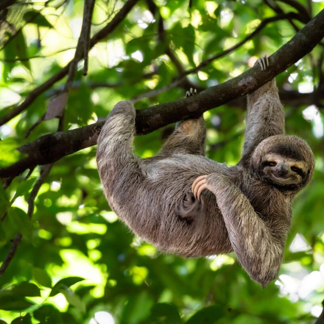 sloth hanging from tree with one arm, looking at the camera