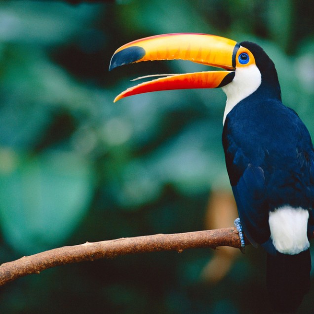 Side portrait of a toco toucan perching on a tree branch