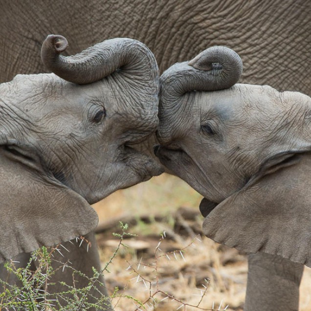 2 African elephant calves kissing
