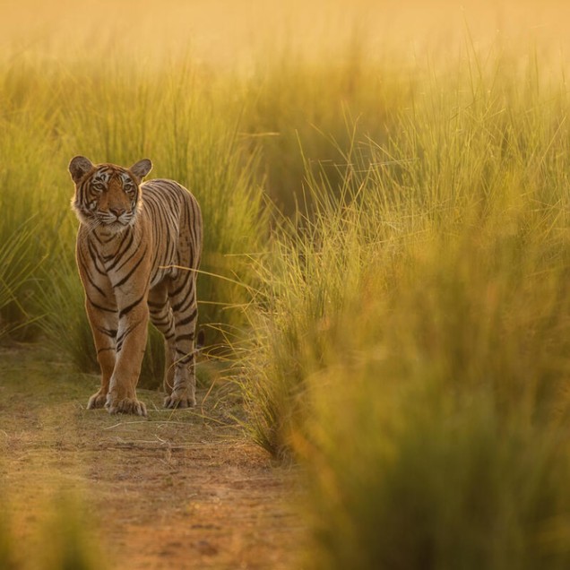 Tiger walking through sunlit long grass