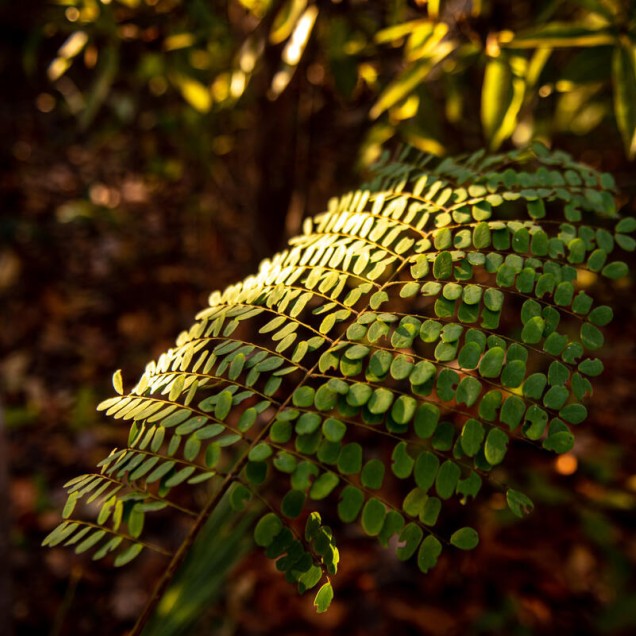 Green plant in Amazon forest under sunlight