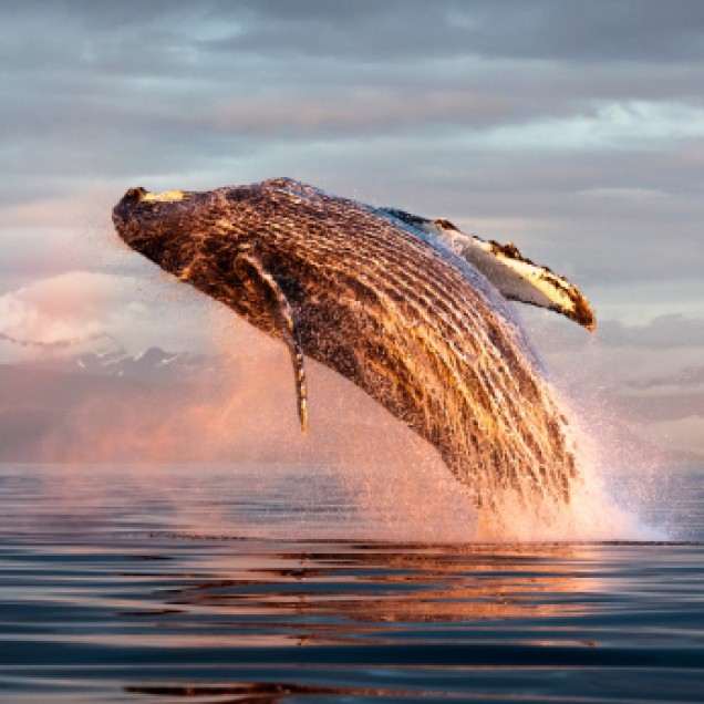 humpback whale breaching at sunset