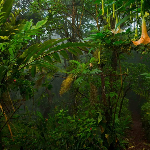 the inner rainforest, showcasing a variety of foliage and some hanging orange flowers