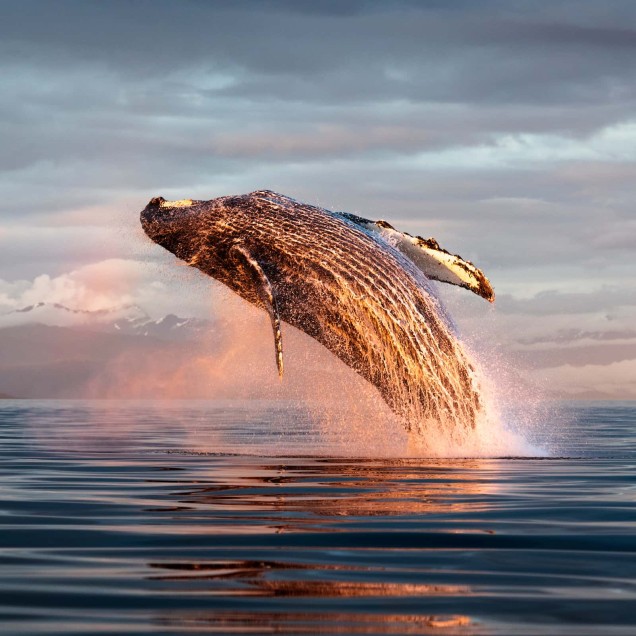 a humpback whale breaching at sunset
