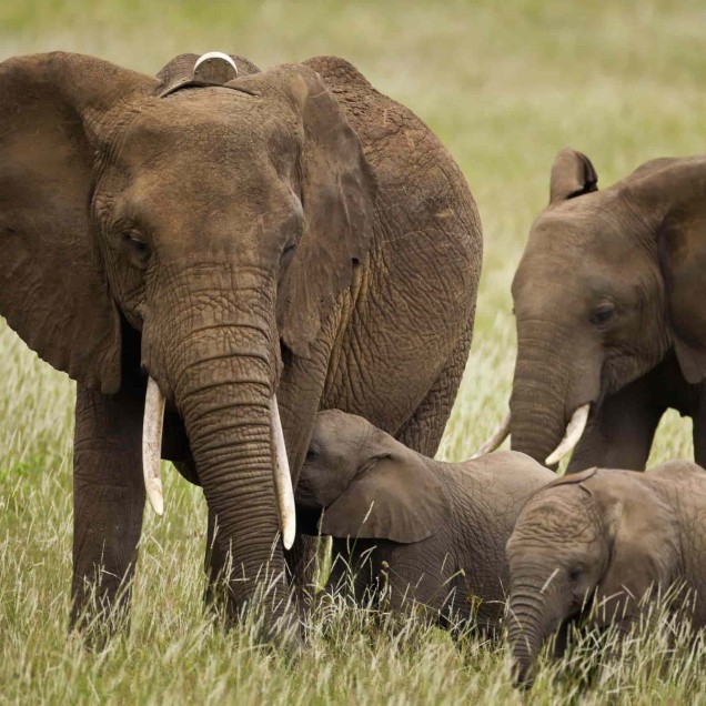 African elephant family with calves