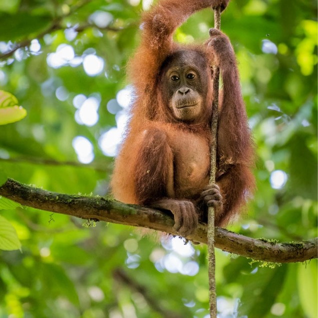 Close up of a Bornean Orangutan clinging to a tree in Malaysia
