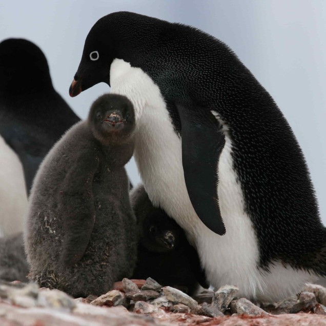 Adelie penguins with chicks at nesting site