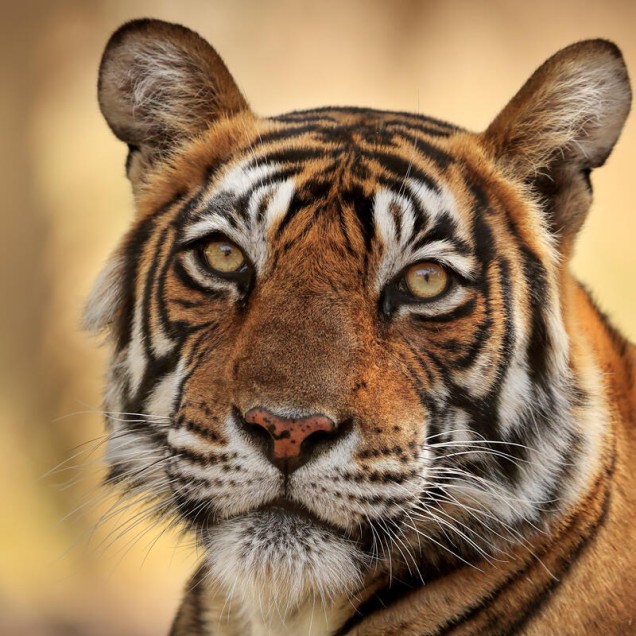 Bengal tiger in India looking directly at the camera