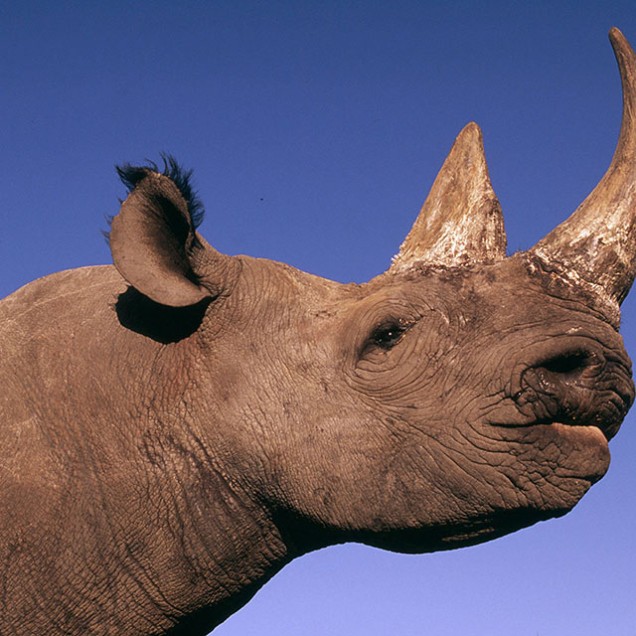 close up portrait of a black rhino