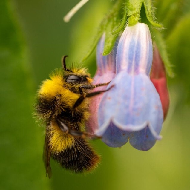 Bumblebee feeding on a comfrey wildflower in Norfolk
