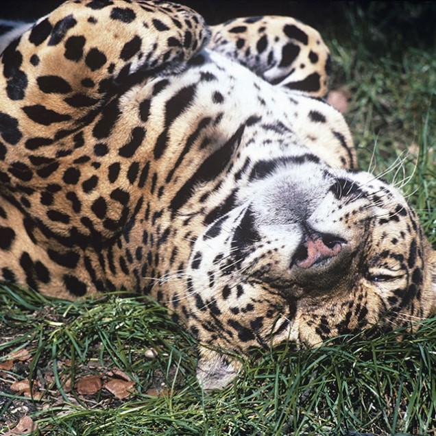 A relaxed jaguar lies on its back in the grass with eyes closed appearing content